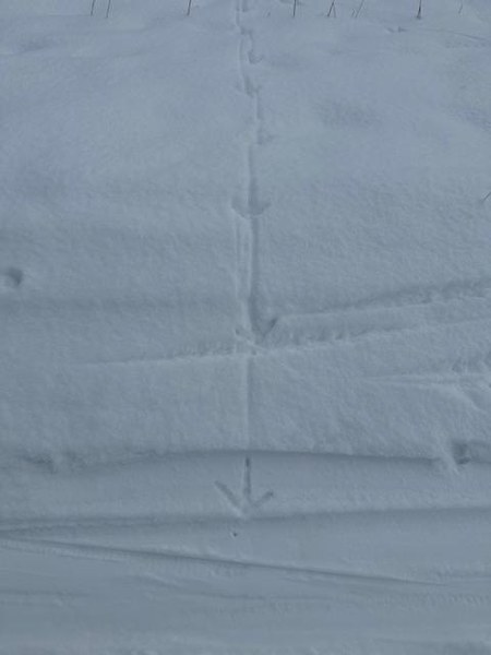 IMG_2444.jpeg IMG_2444.jpeg