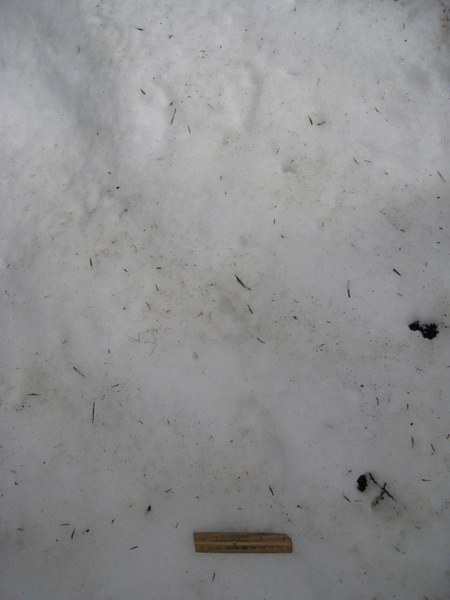 IMG_6590_Snowshoe Hare.JPG