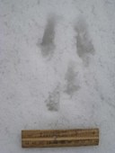 IMG_6598_Douglas Squirrel.JPG