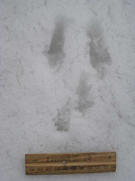 IMG_6598_Douglas Squirrel.JPG