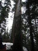 IMG_6609_Pileated Woodpecker.JPG