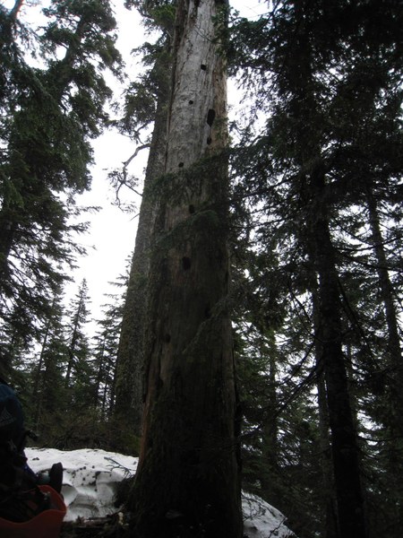 IMG_6609_Pileated Woodpecker.JPG