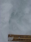 IMG_6622_Domestic Dog.JPG