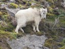 IMG_6543Goat.JPG
