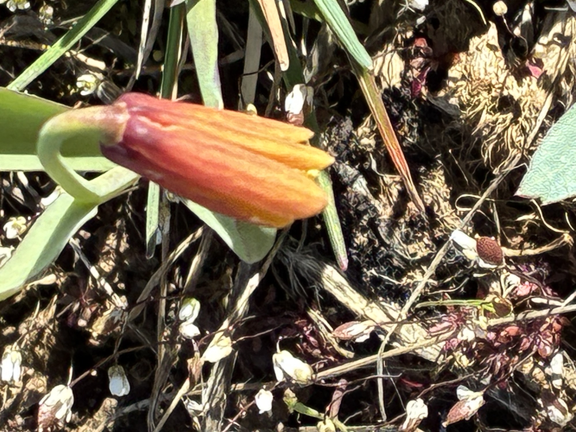 Orange flower 3 25 26.JPG
