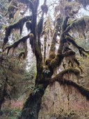 South Fork Hoh River