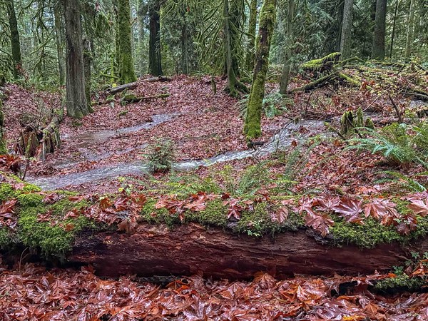 quickest path down hike-1.jpg