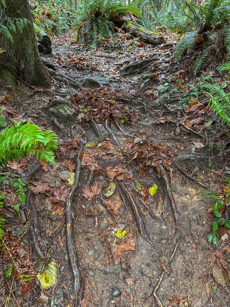 High water table and slick roots hike-2.jpg