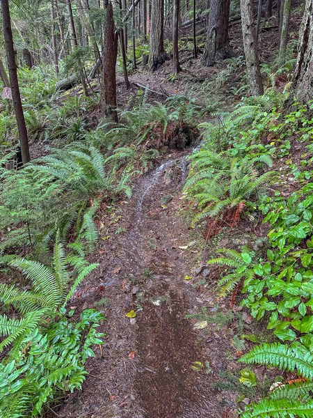 Running water on trail hike-3.jpg