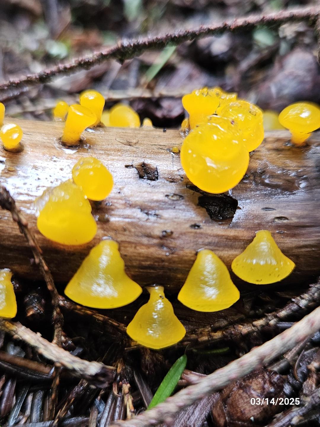 20250314_AlpineJellyCone (Large).jpg