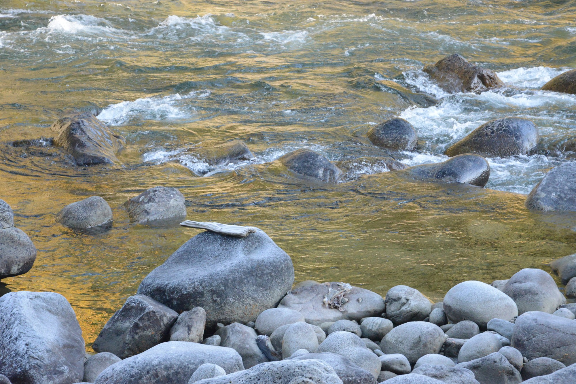 DSC_8700 Stein River golden light 101119.JPG