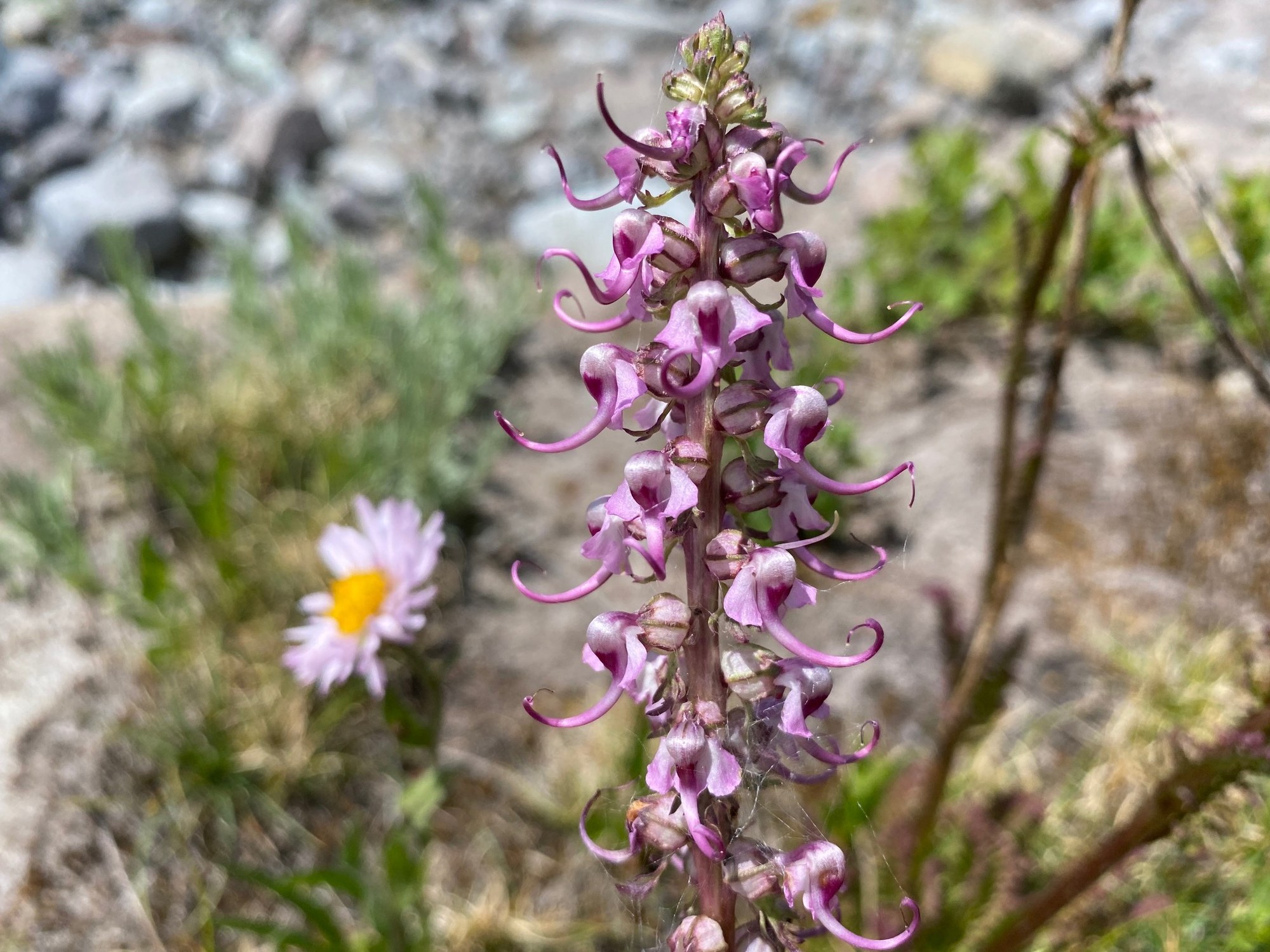 Elephant Lousewort.jpg