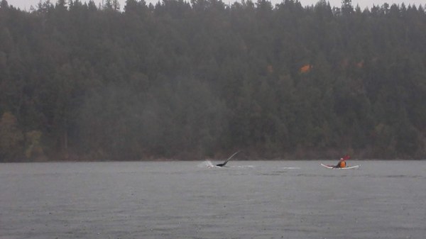 Larry and the whale 10.27.18.JPG