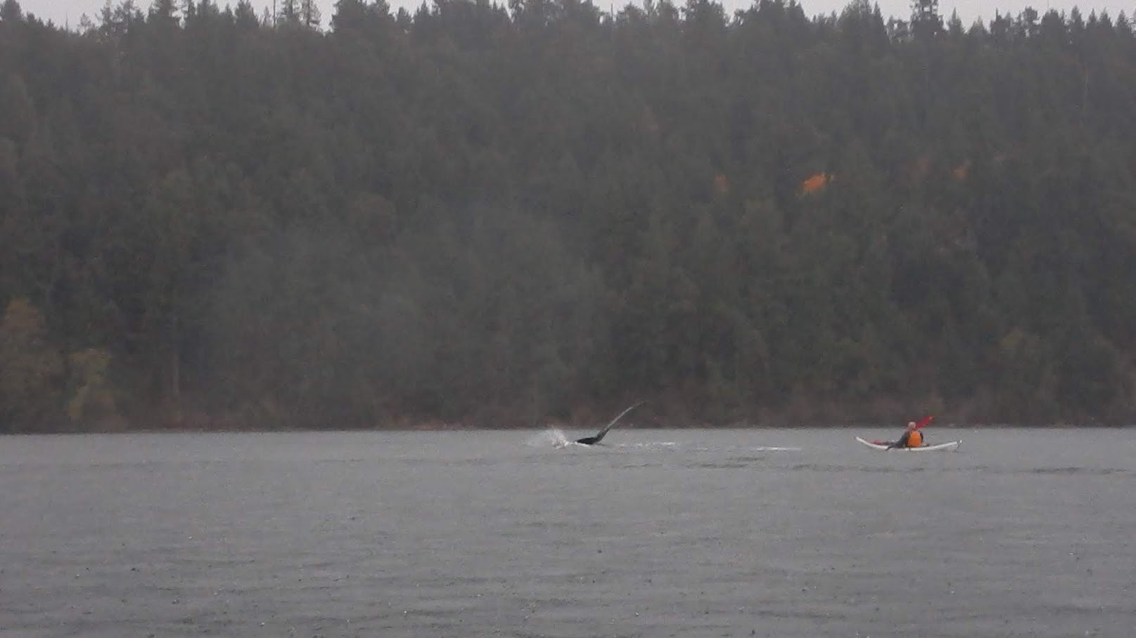 Larry and the whale 10.27.18.JPG