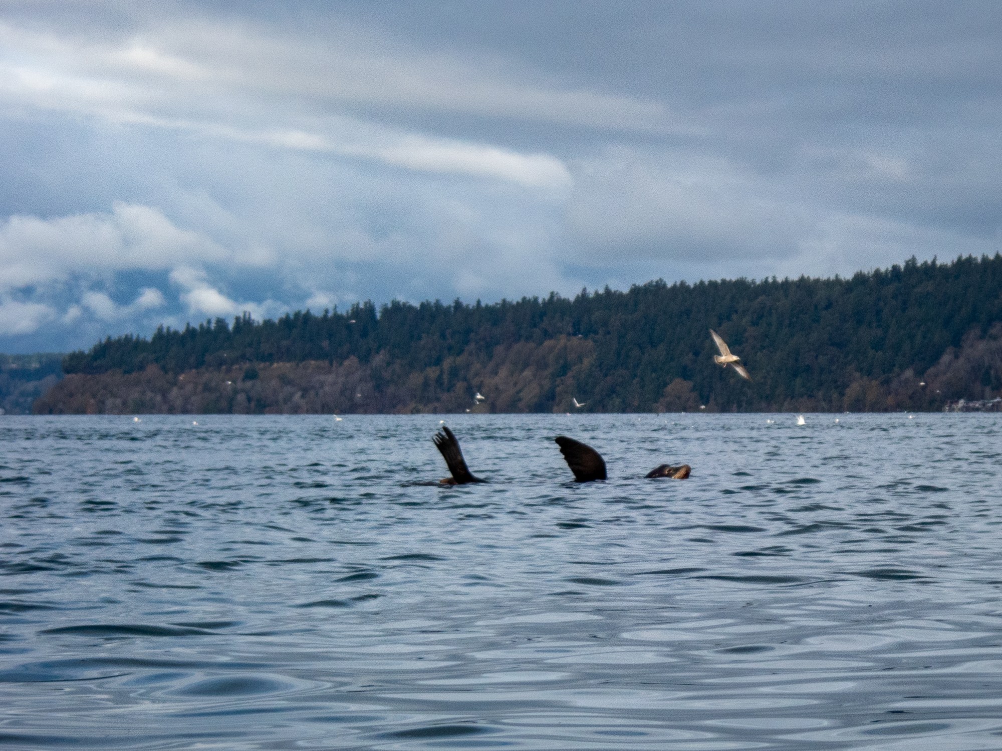 Sea Lion resting, photo by Will Wade.jpg