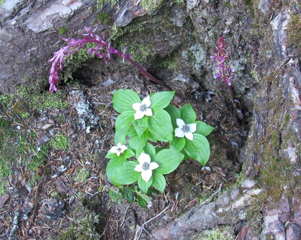 Bunchberry and coralroot growing in the forest.