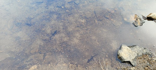 Hidden Lk amphibians.jpg Hidden Lk amphibians.jpg