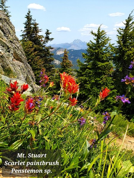 20230705_MtStuart+flowers(sm).jpg