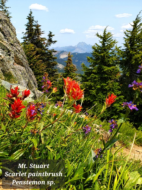 20230705_MtStuart+flowers(sm).jpg