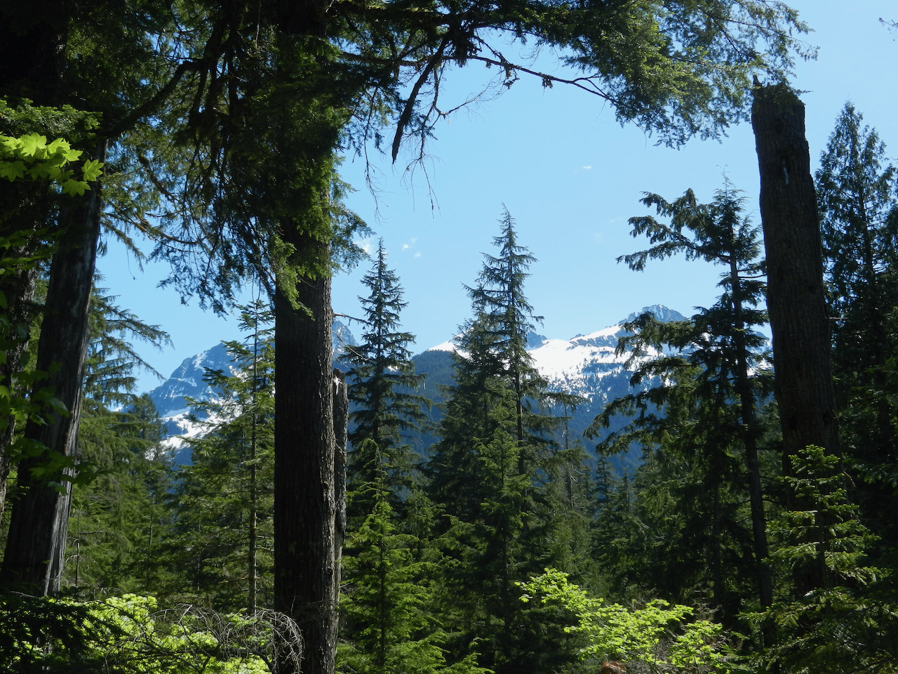 DSCN4705 Th Crk forest and Mtn view.jpg