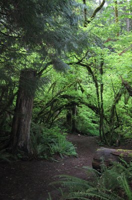 Northwest Timber Trail