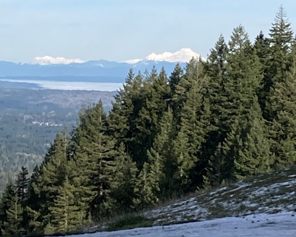 A view of Mt Baker with trees in the foreground.