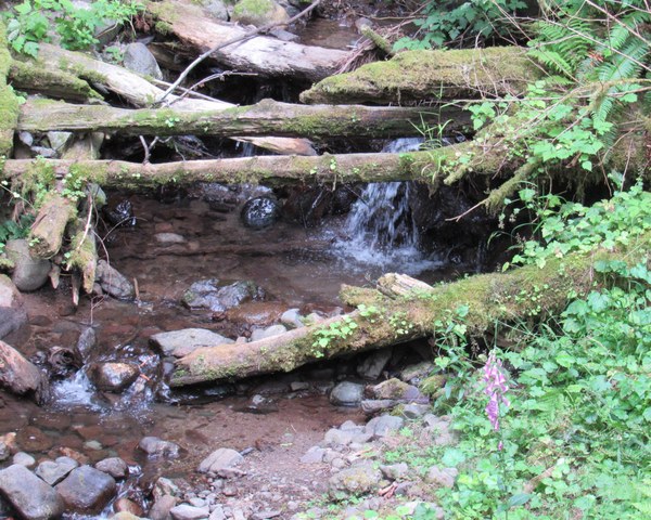 a small waterfall in a woodland.