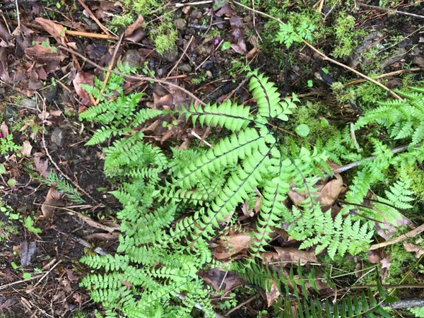 3 types of ferns.jpg