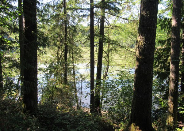 View of  a lake in a deep forest