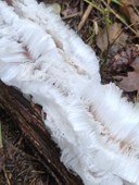 20240306_hair ice(sm).jpg