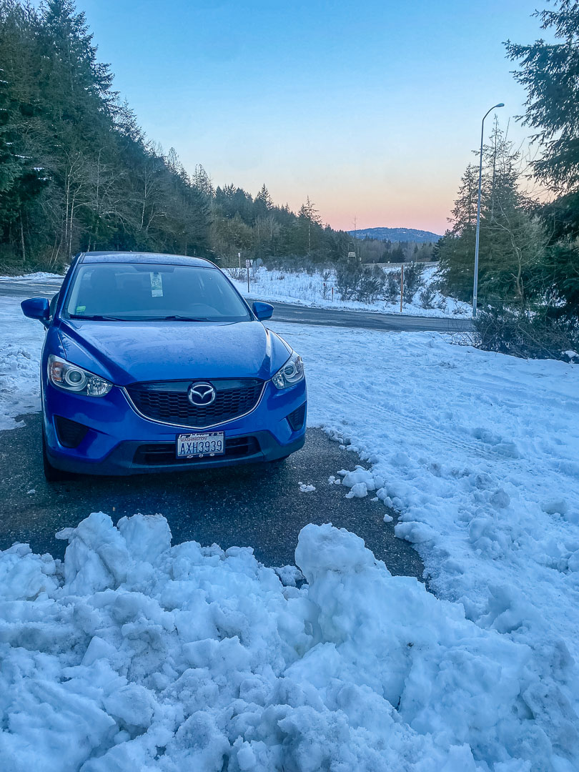 Tiger 2025.02.11-1.jpg