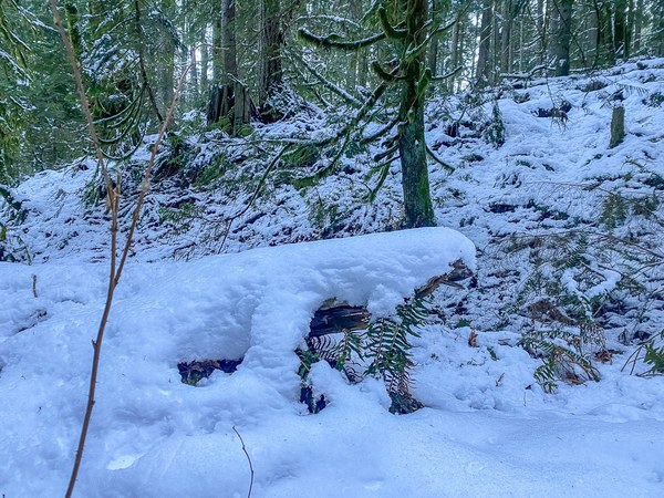 Tiger 2025.02.11-2.jpg