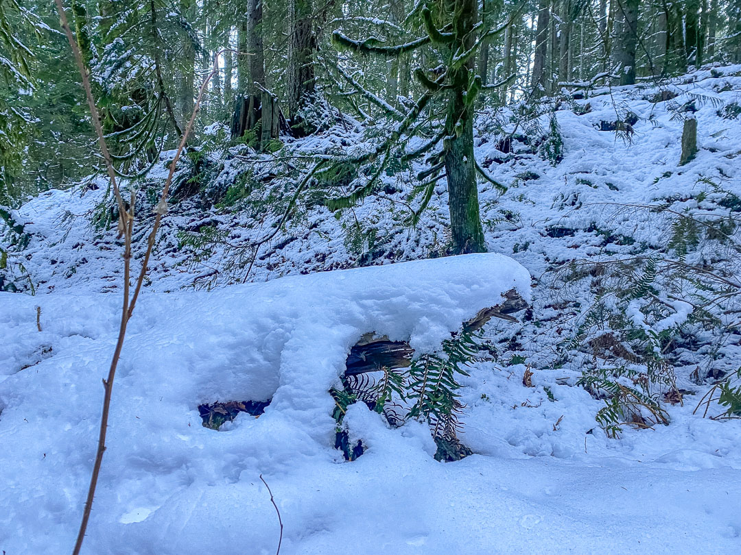 Tiger 2025.02.11-2.jpg