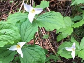 Trilliums.JPG