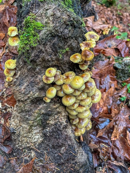 Fungus among us untitled-13.jpg