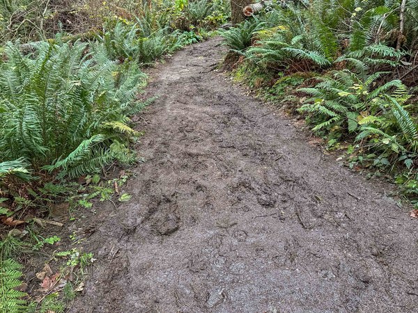 Mud in spots untitled-3.jpg