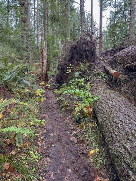 Blow downs not removed untitled-4.jpg