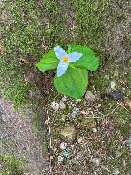 Blooming trillium! untitled-2.jpg