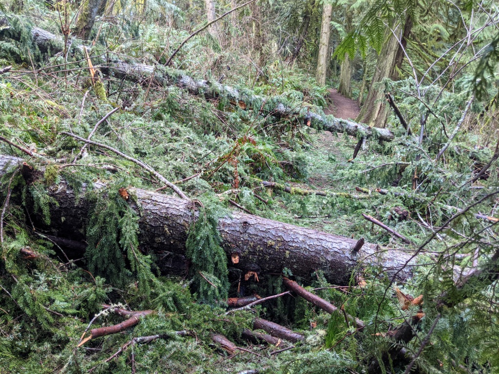 3 Douglas Firs down on the trail.jpg