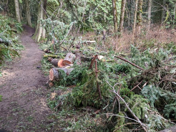 cleared all Douglas Firs from the trail.jpg