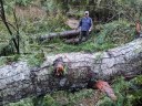 Douglas Fir Fell from Hillside 3.jpg