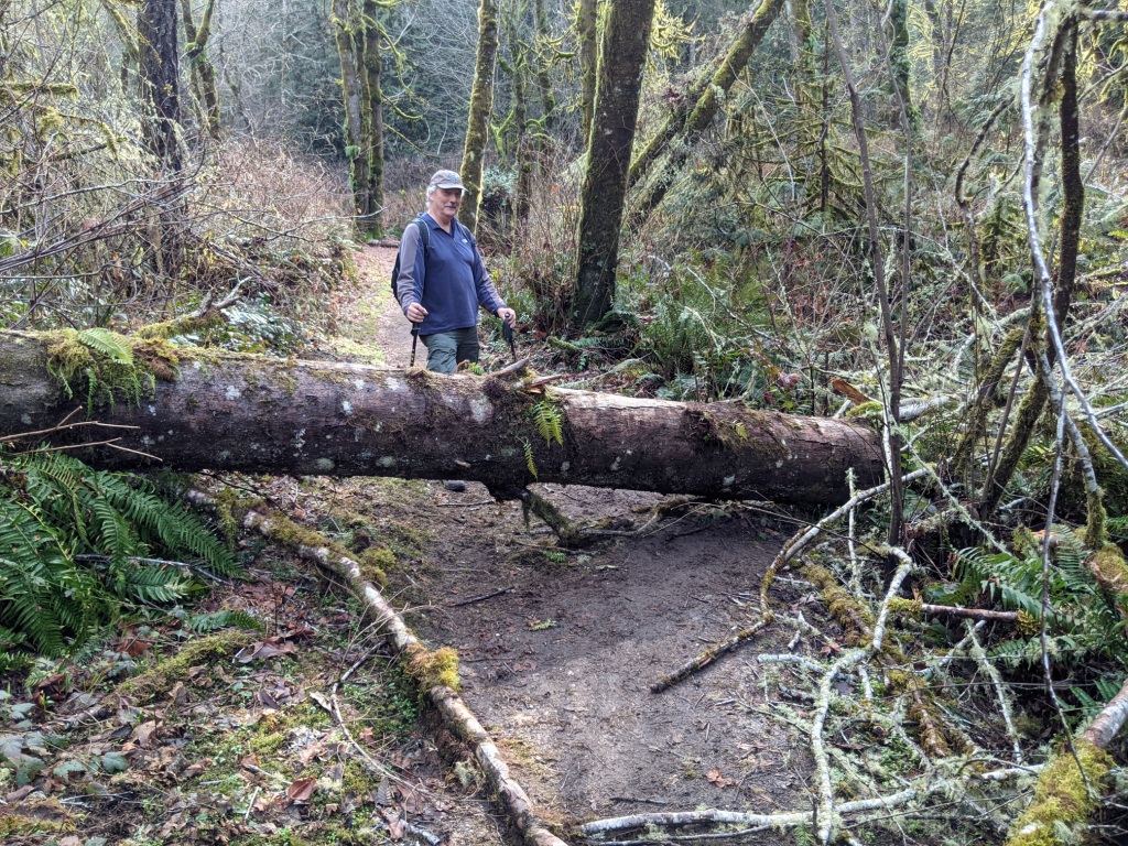 Large Cedar near creek connector trail.jpg