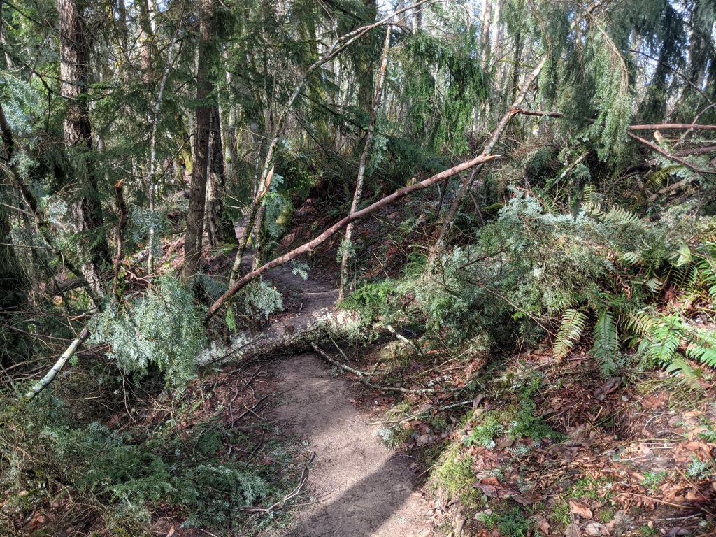 upper 4 Cedars trail.jpg