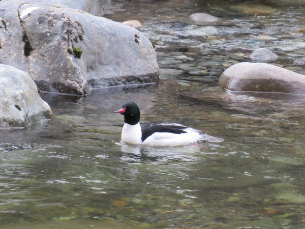 A common merganser in the river