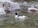 IMG_2710CommonMerganser.JPG