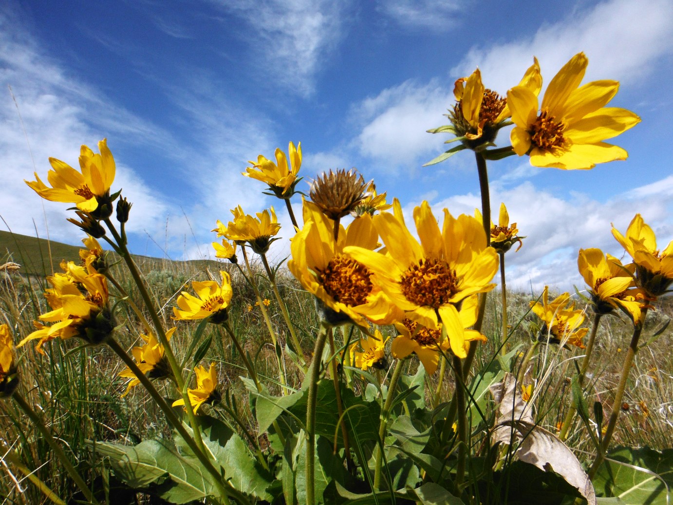 balsamroot1.jpg