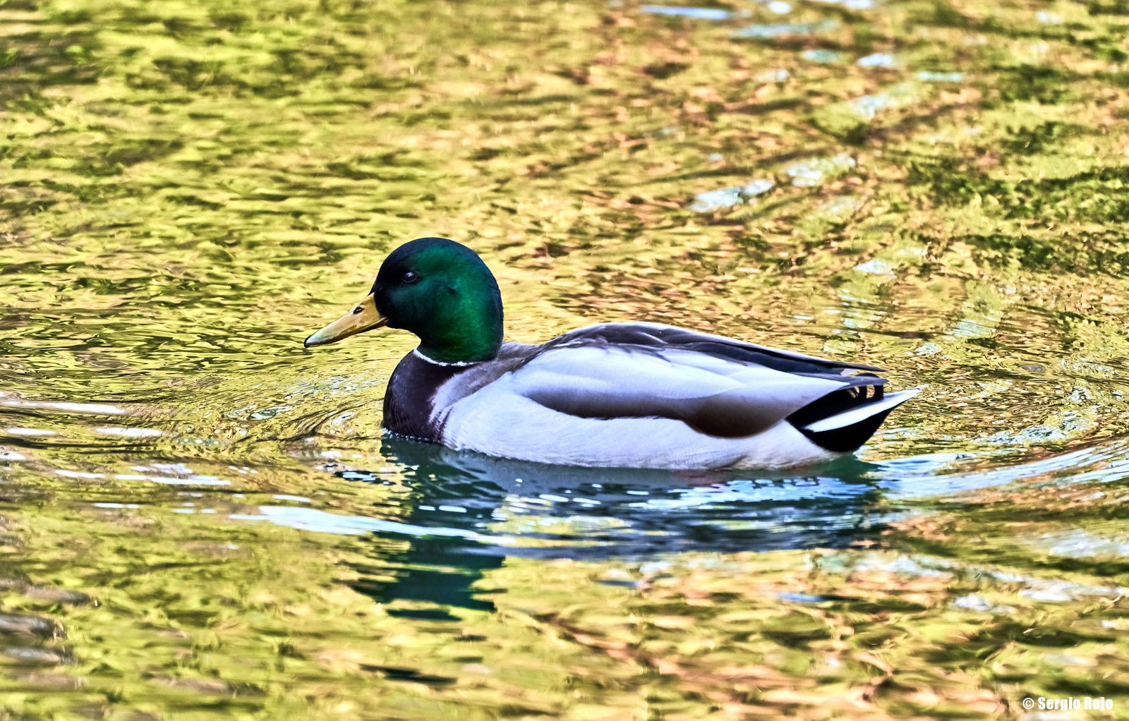 Whatcom Falls - Mallard.jpg