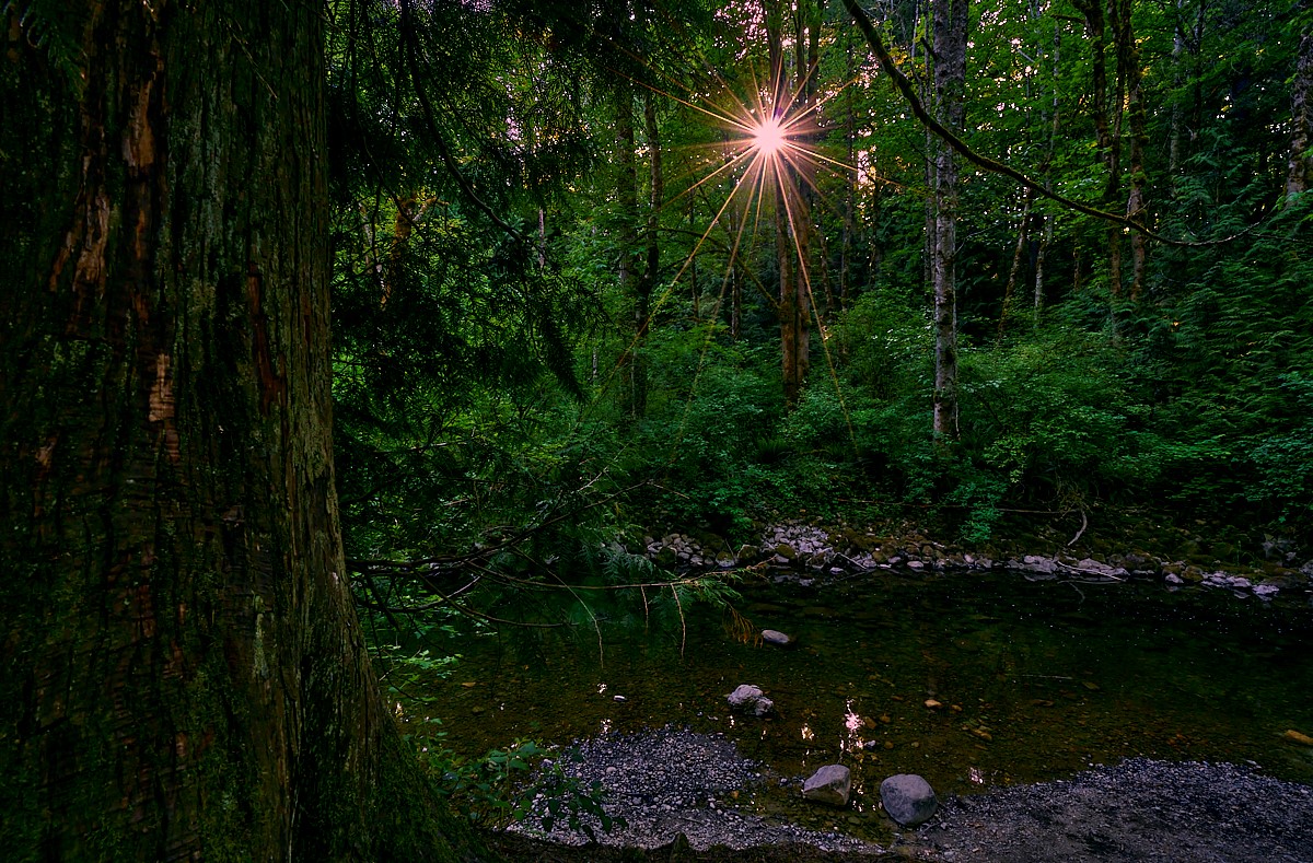 Whatcom Falls - Sunburst.jpg