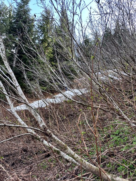 Screenshot 2026-04-16 120730.jpg