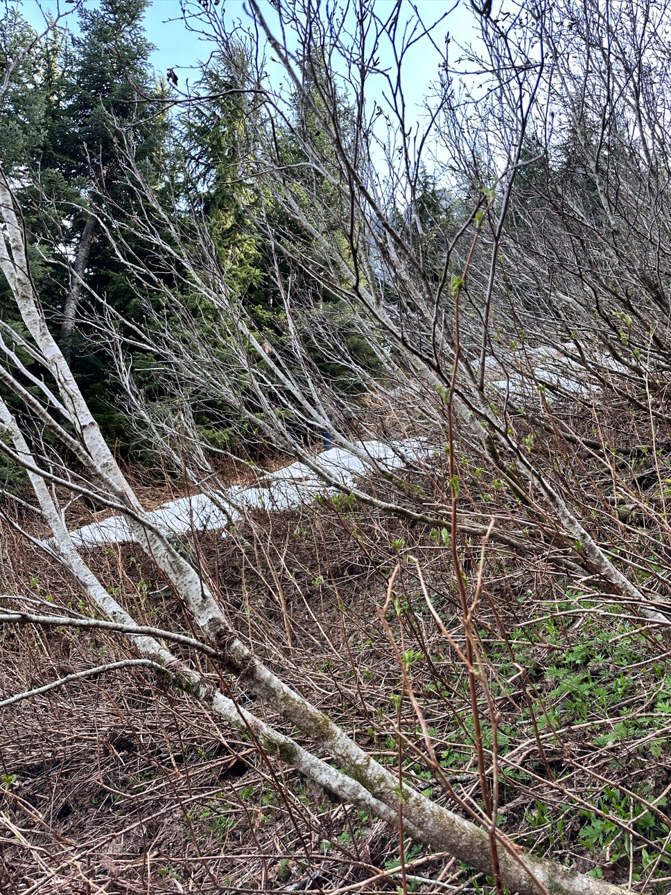 Screenshot 2026-04-16 120730.jpg